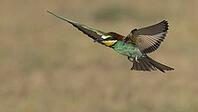 Flying bee-eater//Flying bee-eater [IBR125164183]