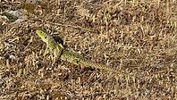 Pearl lizard in the evening sun [IBR125164191]