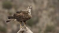 Hawk Eagle [IBR125164192]