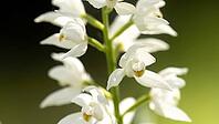 Longleaves woodbird//Cephalanthera longifolia [IBR125164193]