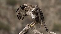 Hawk Eagle [IBR125164195]