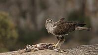 Hawk Eagle [IBR125164196]