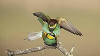 Bee-eaters in copula//Bee-eaters mating [IBR125164197]
