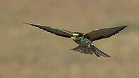 Bee-eater in flight//Flying bee-eater [IBR125164198]