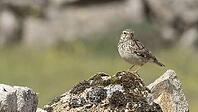 Dormant woodlark [IBR125164199]