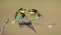 A pair of bee-eaters on the edge of the breeding colony [IBR125164200]