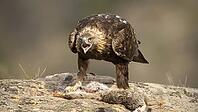 Eating golden eagles [IBR125164201]