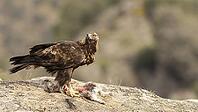 Golden eagle male/male golden eagle [IBR125164203]