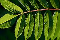 Stink tree (Rhus typhina), leaf, leaves, green, staghorn sumac, invasive, neophyte, poisonous, Schwäbisch Hall, Hohenlohe, Germany [IBR125164204]