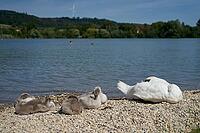 Young mute swans on the lakeshore, mute swan (Cygnus olor), swan, Starkholzbacher See, Starki, lake, local recreation area, bathing, swimming, Schwäbisch Hall, Hohenlohe, Germany [IBR125164209]