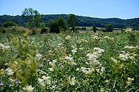 Meadow with flowers, meadowsweet (Filipendula ulmaria), bee pasture, insect pasture, summer, July, wild bee, bumblebee, insect, insect-friendly, bee-friendly, Schwäbisch Hall, Hohenlohe, Germany [IBR125164210]