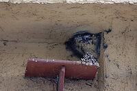 Young house martin (Delichon urbicum) in its nest, swallow, droppings board, bird droppings, board, species conservation, urban, Schwäbisch Hall, Hohenlohe, Germany [IBR125164211]