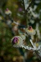 Common thistle (Onopordum acanthium), thistle, bee pasture, insect pasture, summer, July, wild bee, bumblebee, insect, insect-friendly, bee-friendly, Schwäbisch Hall, Hohenlohe, Germany [IBR125164212]