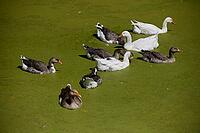 Village geese in the village pond, museum pond, goose, Hohenloher open-air museum, Museumsdorf, Wackershofen, country life, Bauerndorf, Schwäbisch Hall, Hohenlohe, Germany [IBR125164215]