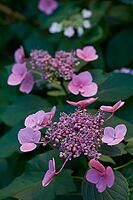 Hydrangea (Hydrangea) in bloom in the garden, flower, plant, blossom, ornamental flower, ornamental plant, decoration, shady spot, shade, Schwäbisch Hall, Hohenlohe, Germany [IBR125164218]