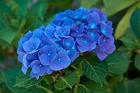 Hydrangea (Hydrangea) in bloom in the garden, flower, plant, blossom, ornamental flower, ornamental plant, decoration, shady spot, shade, Schwäbisch Hall, Hohenlohe, Germany [IBR125164219]