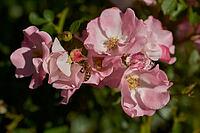 Honey bee on summer rose, rose plant, bee willow, insect willow, summer, July, wild bee, bumblebee, insect friendly, bee friendly, Schwäbisch Hall, Hohenlohe, Germany [IBR125164220]