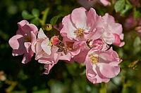 Honey bee on summer rose, rose plant, bee willow, insect willow, summer, July, wild bee, bumblebee, insect friendly, bee friendly, Schwäbisch Hall, Hohenlohe, Germany [IBR125164221]