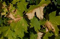 Heat damage to a maple leaf, maple (Acer), heat, heat stress, climate change, climate, drought, sun, warmth, summer, Schwäbisch Hall, Hohenlohe, Germany [IBR125164223]