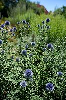 Globe thistle (Echinops), thistle, bee pasture, insect pasture, summer, July, wild bee, bumblebee, insect, insect-friendly, bee-friendly, Schwäbisch Hall, Hohenlohe, Germany [IBR125164224]