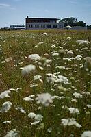 Wild carrot (Daucus carota) flowers on fallow land, industrial wasteland, fallow land, commercial wasteland, industrial wasteland, industrial estate, industrial area, commercial area, land, flowering fallow, flowering area, in bloom, bee pasture, insect p [IBR125164225]