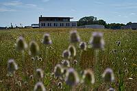 Wild teasel (Dipsacus fullonum) flowers on fallow land, industrial wasteland, fallow land, commercial estate, industrial estate, industry, commerce, area, flowering fallow land, flowering area, bloom, bee pasture, insect pasture, summer, July, wild bee, b [IBR125164226]