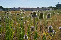 Wild teasel (Dipsacus fullonum) flowers on fallow land, industrial wasteland, fallow land, commercial estate, industrial estate, industry, commerce, area, flowering fallow land, flowering area, bloom, bee pasture, insect pasture, summer, July, wild bee, b [IBR125164227]