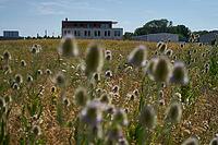 Wild teasel (Dipsacus fullonum) flowers on fallow land, industrial wasteland, fallow land, commercial estate, industrial estate, industry, commerce, area, flowering fallow land, flowering area, bloom, bee pasture, insect pasture, summer, July, wild bee, b [IBR125164228]