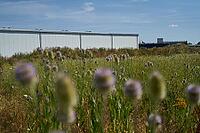 Wild teasel (Dipsacus fullonum) flowers on fallow land, industrial wasteland, fallow land, commercial estate, industrial estate, industry, commerce, area, flowering fallow land, flowering area, bloom, bee pasture, insect pasture, summer, July, wild bee, b [IBR125164229]