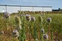 Wild teasel (Dipsacus fullonum) flowers on fallow land, industrial wasteland, fallow land, commercial estate, industrial estate, industry, commerce, area, flowering fallow land, flowering area, bloom, bee pasture, insect pasture, summer, July, wild bee, b [IBR125164230]