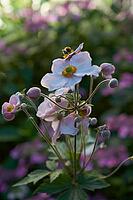 Garden anemone blooms in summer, July, anemone, bee willow, insect willow, summer, July, wild bee, bumblebee, insect friendly, bee friendly, Schwäbisch Hall, Hohenlohe, Germany [IBR125164231]