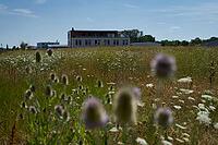Wild teasel (Dipsacus fullonum) and wild carrot (Daucus carota) are flowering on fallow land, industrial wasteland, fallow land, commercial wasteland, industrial wasteland, industrial estate, commercial area, industrial area, area, flowering fallow land,  [IBR125164232]
