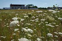 Wild carrot (Daucus carota) flowers on fallow land, industrial wasteland, fallow land, commercial wasteland, industrial wasteland, industrial estate, industrial area, commercial area, land, flowering fallow, flowering area, in bloom, bee pasture, insect p [IBR125164233]