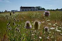 Wild teasel (Dipsacus fullonum) and wild carrot (Daucus carota) are flowering on fallow land, industrial wasteland, fallow land, commercial wasteland, industrial wasteland, industrial estate, industrial area, commercial area, land, flowering fallow land,  [IBR125164234]
