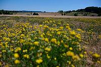 Bird's-foot Trefoil (Lotus corniculatus), clover, bee pasture, insect pasture, summer, July, wild bee, bumblebee, insect, insect-friendly, bee-friendly, Schwäbisch Hall, Hohenlohe, Germany [IBR125164235]
