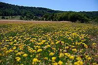 Bird's-foot Trefoil (Lotus corniculatus), clover, bee pasture, insect pasture, summer, July, wild bee, bumblebee, insect, insect-friendly, bee-friendly, Schwäbisch Hall, Wackershofen, Hohenlohe, Germany [IBR125164236]