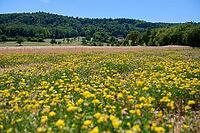 Bird's-foot Trefoil (Lotus corniculatus), clover, bee pasture, insect pasture, summer, July, wild bee, bumblebee, insect, insect-friendly, bee-friendly, Schwäbisch Hall, Schwäbisch-Franconian Wald nature park Park, Wackershofen, Hohenlohe, Germany [IBR125164237]
