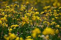 Bird's-foot Trefoil (Lotus corniculatus), clover, bee pasture, insect pasture, summer, July, wild bee, bumblebee, insect, insect-friendly, bee-friendly, Schwäbisch Hall, Hohenlohe, Germany [IBR125164238]