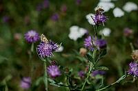 Oberthür's grizzled skipper (Pyrgus armoricanus), bee pasture, insect pasture, summer, July, wild bee, bumblebee, insect, insect-friendly, bee-friendly, Schwäbisch Hall, Hohenlohe, Germany [IBR125164239]