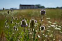 Wild teasel (Dipsacus fullonum) and wild carrot (Daucus carota) are flowering on fallow land, industrial wasteland, fallow land, commercial wasteland, industrial wasteland, industrial estate, commercial area, industrial area, area, flowering fallow land,  [IBR125164240]