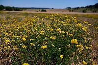 Bird's-foot Trefoil (Lotus corniculatus), clover, bee pasture, insect pasture, summer, July, wild bee, bumblebee, insect, insect-friendly, bee-friendly, Schwäbisch Hall, Hohenlohe, Germany [IBR125164241]
