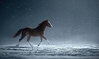 A brown horse is running through the snow. The image has a serene and peaceful mood, as the horse is the only living thing visible in the scene. AI generated [IBR125167393]