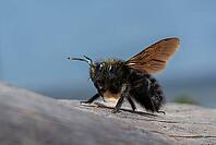 Apidae, bees, blue wood bee, large wood bee, hymenoptera, violet-winged wood bee, xylocopa violacea, insects, insects, violet carpenter bee [IBR125173404]