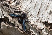 Apidae, bees, blue wood bee, large wood bee, hymenoptera, violet-winged wood bee, xylocopa violacea, insects, insects, violet carpenter bee [IBR125173405]