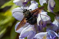 Apidae, bees, blue wood bee, large wood bee, hymenoptera, violet-winged wood bee, xylocopa violacea, insects, insects, violet carpenter bee [IBR125173406]