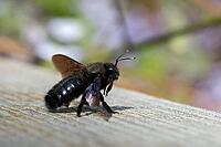 Apidae, bees, blue wood bee, large wood bee, hymenoptera, violet-winged wood bee, xylocopa violacea, insects, insects, violet carpenter bee [IBR125173408]
