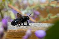 Apidae, bees, blue wood bee, large wood bee, hymenoptera, violet-winged wood bee, xylocopa violacea, insects, insects, violet carpenter bee [IBR125173410]