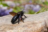 Apidae, bees, blue wood bee, large wood bee, hymenoptera, violet-winged wood bee, xylocopa violacea, insects, insects, violet carpenter bee [IBR125173411]