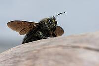 Apidae, bees, blue wood bee, large wood bee, hymenoptera, violet-winged wood bee, xylocopa violacea, insects, insects, violet carpenter bee [IBR125173412]