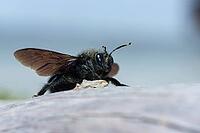 Apidae, bees, blue wood bee, large wood bee, hymenoptera, violet-winged wood bee, xylocopa violacea, insects, insects, violet carpenter bee [IBR125173413]
